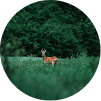 Nature & Wildlife