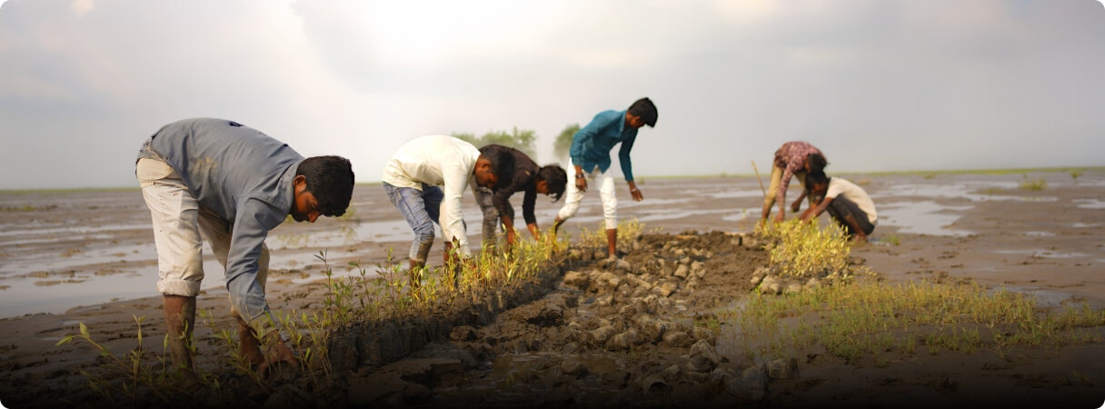 Team planting mangroves as part of CSR initiatives