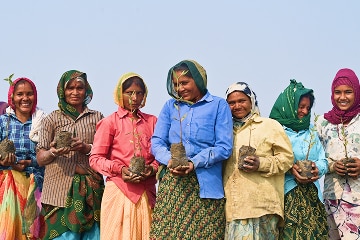 Mangroves Restoration Project
